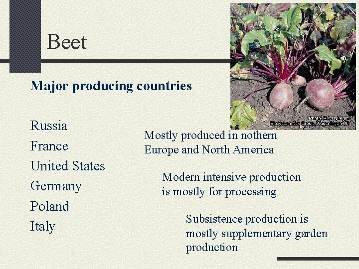Beet Major producing countries Russia France United States Germany Poland Italy Mostly produced in