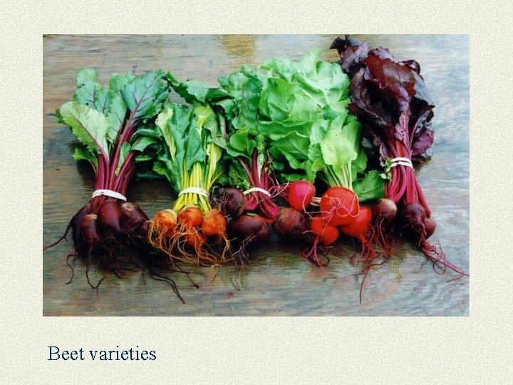 Beet varieties 