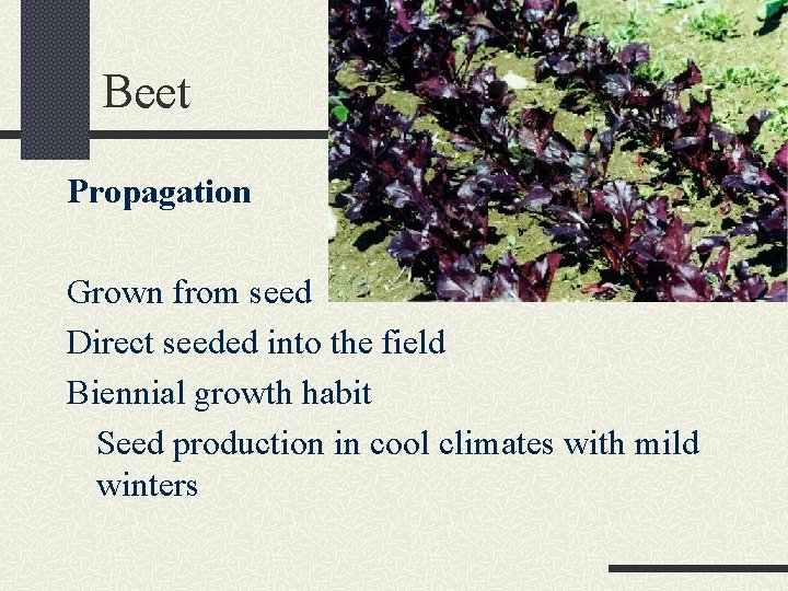 Beet Propagation Grown from seed Direct seeded into the field Biennial growth habit Seed