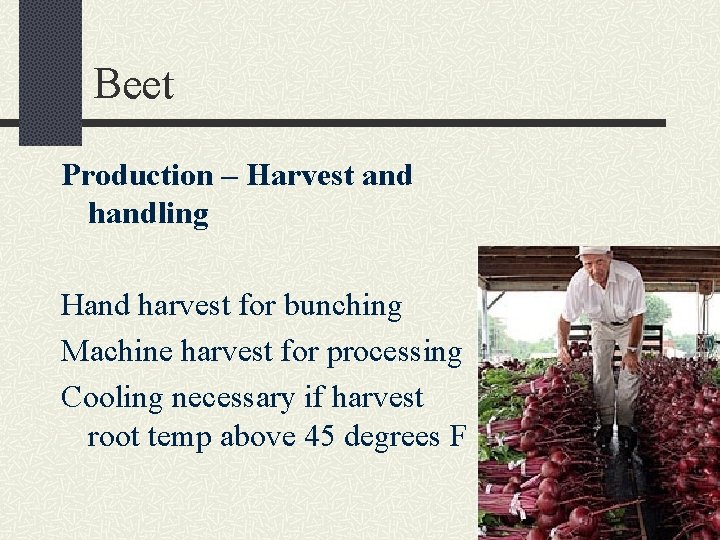 Beet Production – Harvest and handling Hand harvest for bunching Machine harvest for processing