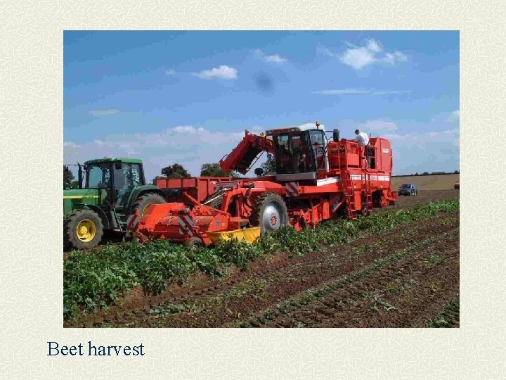 Beet harvest 