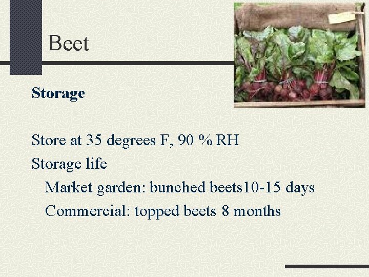 Beet Storage Store at 35 degrees F, 90 % RH Storage life Market garden: