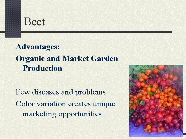 Beet Advantages: Organic and Market Garden Production Few diseases and problems Color variation creates