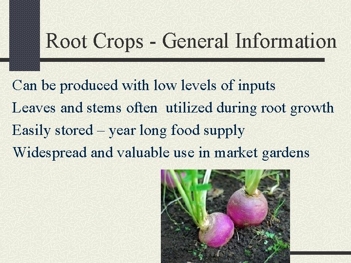 Root Crops - General Information Can be produced with low levels of inputs Leaves