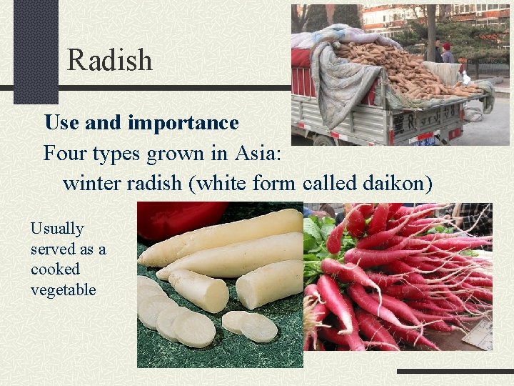 Radish Use and importance Four types grown in Asia: winter radish (white form called