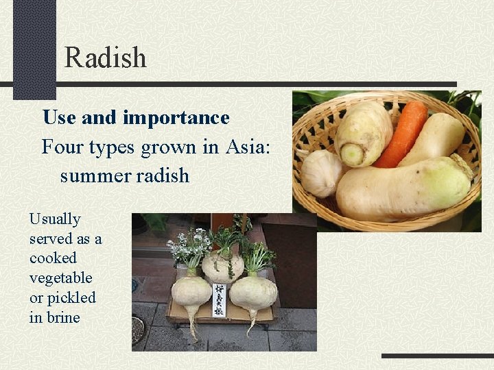 Radish Use and importance Four types grown in Asia: summer radish Usually served as