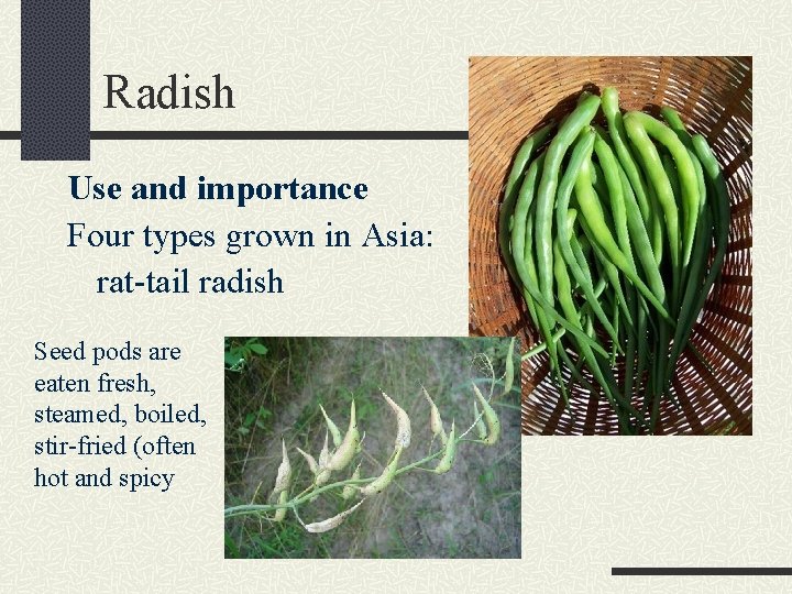 Radish Use and importance Four types grown in Asia: rat-tail radish Seed pods are