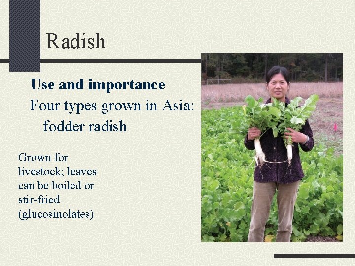Radish Use and importance Four types grown in Asia: fodder radish Grown for livestock;