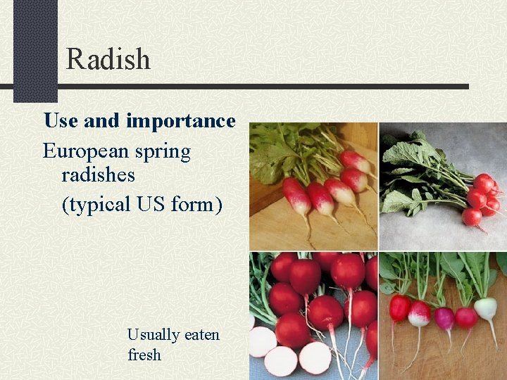 Radish Use and importance European spring radishes (typical US form) Usually eaten fresh 