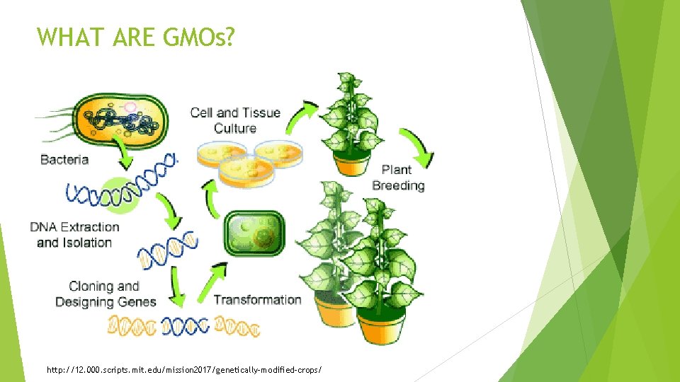 WHAT ARE GMOs? http: //12. 000. scripts. mit. edu/mission 2017/genetically-modified-crops/ 