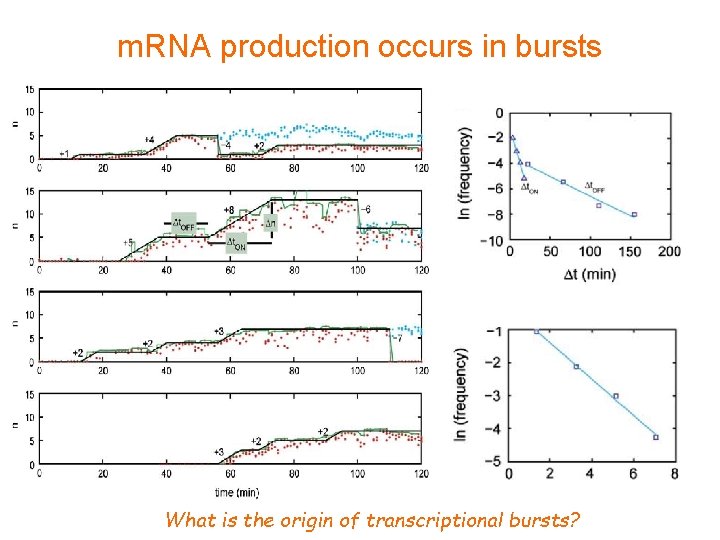 m. RNA production occurs in bursts What is the origin of transcriptional bursts? 