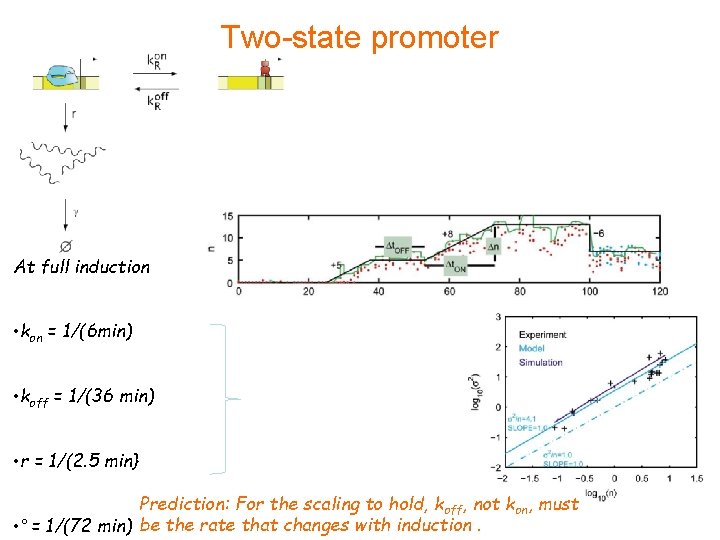 Two-state promoter At full induction • kon = 1/(6 min) • koff = 1/(36