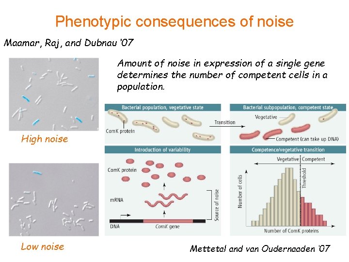 Phenotypic consequences of noise Maamar, Raj, and Dubnau ‘ 07 Amount of noise in
