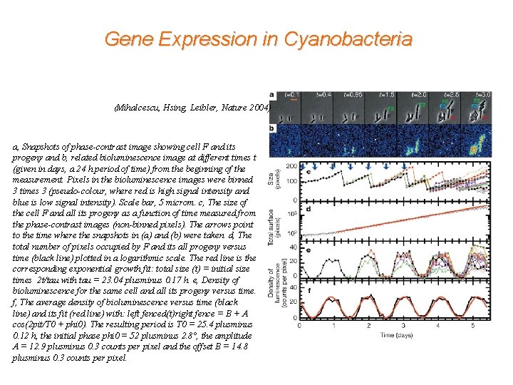 Gene Expression in Cyanobacteria (Mihalcescu, Hsing, Leibler, Nature 2004) a, Snapshots of phase-contrast image