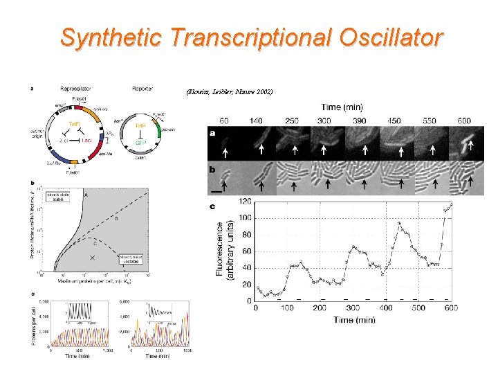 Synthetic Transcriptional Oscillator (Elowitz, Leibler, Nature 2002) 
