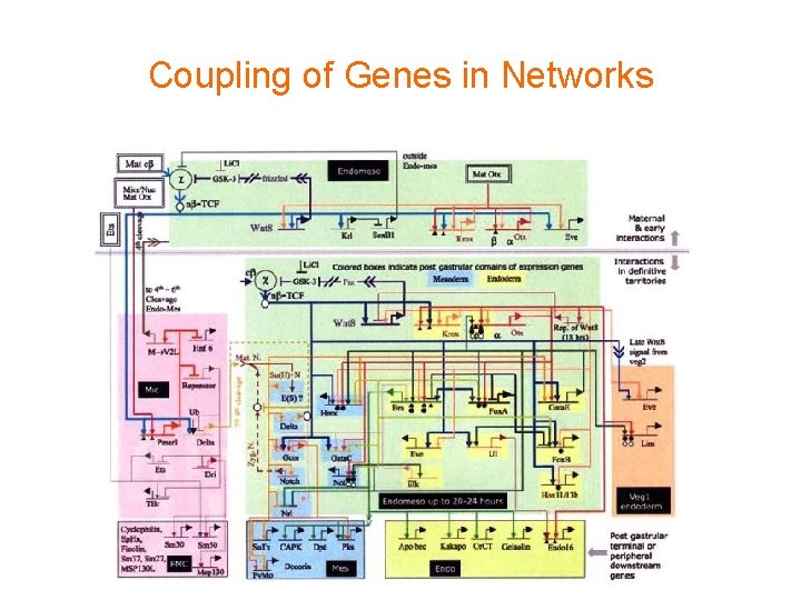 Coupling of Genes in Networks 