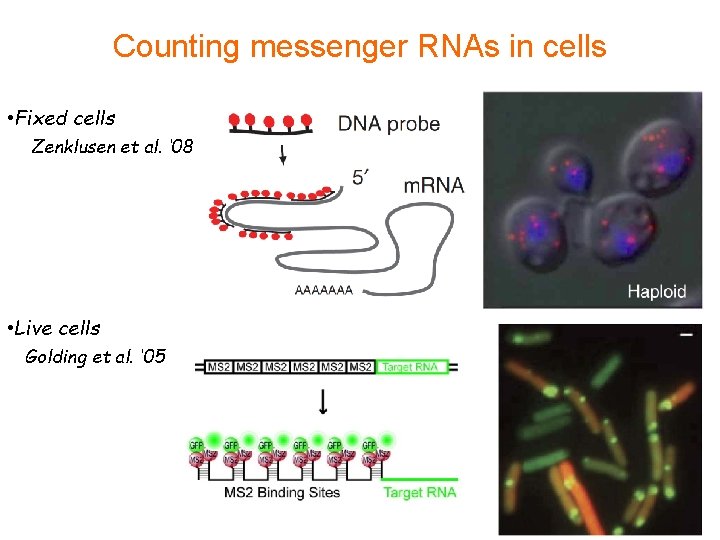 Counting messenger RNAs in cells • Fixed cells Zenklusen et al. ‘ 08 •