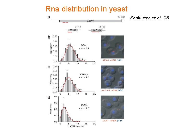 Rna distribution in yeast Zenklusen et al. ‘ 08 