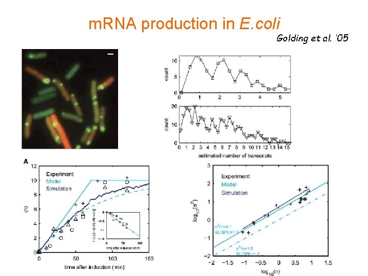 m. RNA production in E. coli Golding et al. ‘ 05 