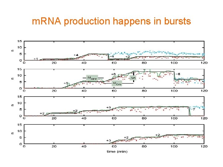 m. RNA production happens in bursts 