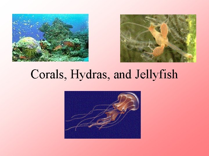 Corals, Hydras, and Jellyfish 