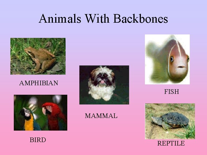 Animals With Backbones AMPHIBIAN FISH MAMMAL BIRD REPTILE 