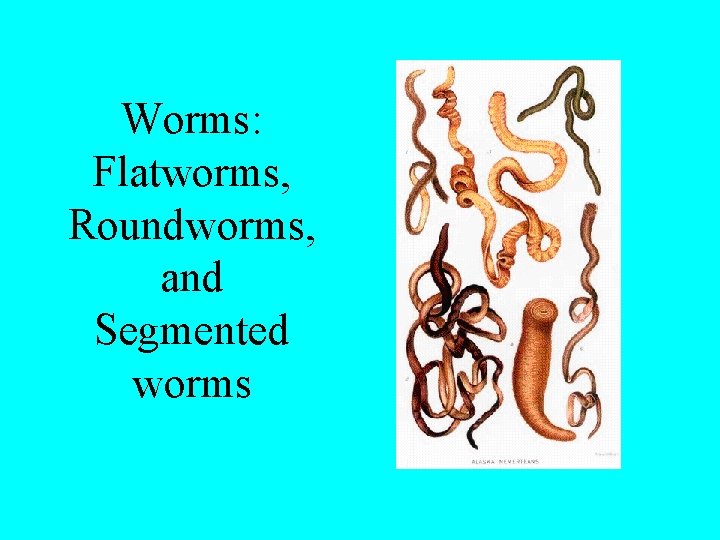 Worms: Flatworms, Roundworms, and Segmented worms 