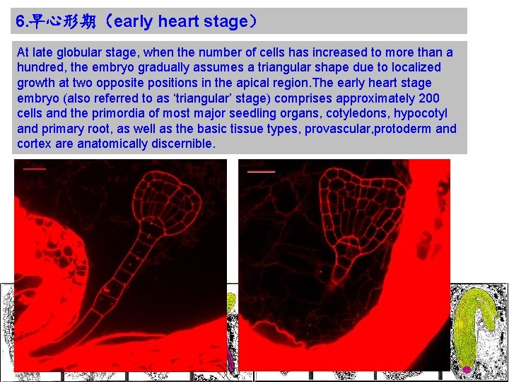 6. 早心形期（early heart stage） At late globular stage, when the number of cells has