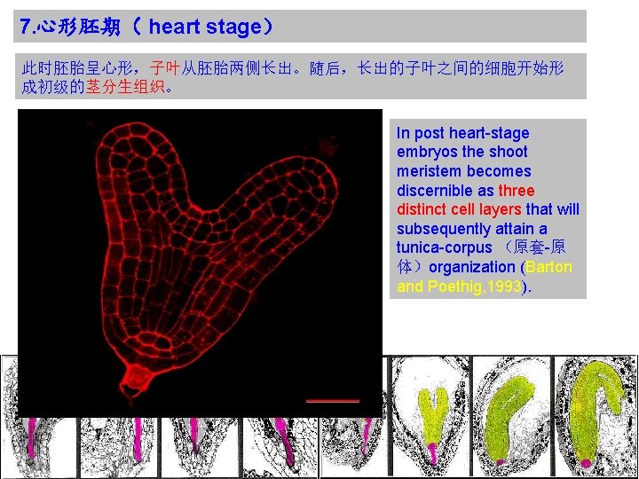 7. 心形胚期（ heart stage） 此时胚胎呈心形，子叶从胚胎两侧长出。随后，长出的子叶之间的细胞开始形 成初级的茎分生组织。 In post heart-stage embryos the shoot meristem becomes