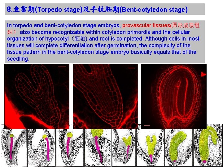 8. 鱼雷期(Torpedo stage)及手杖胚期(Bent-cotyledon stage) In torpedo and bent-cotyledon stage embryos, provascular tissues(原形成层组 织） also