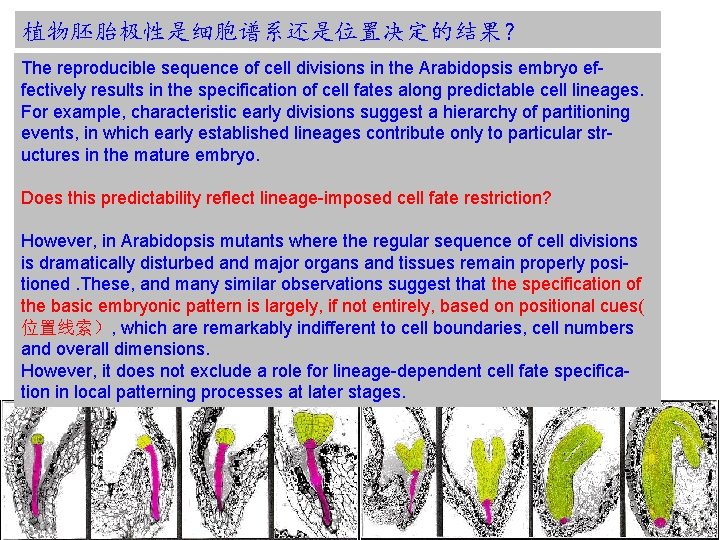 植物胚胎极性是细胞谱系还是位置决定的结果？ The reproducible sequence of cell divisions in the Arabidopsis embryo effectively results in