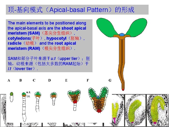 顶-基向模式（Apical-basal Pattern）的形成 The main elements to be positioned along the apical-basal axis are the
