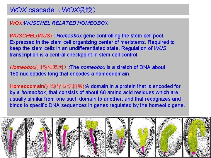 WOX cascade（WOX级联） WOX: WUSCHEL RELATED HOMEOBOX WUSCHEL(WUS) : Homeobox gene controlling the stem cell