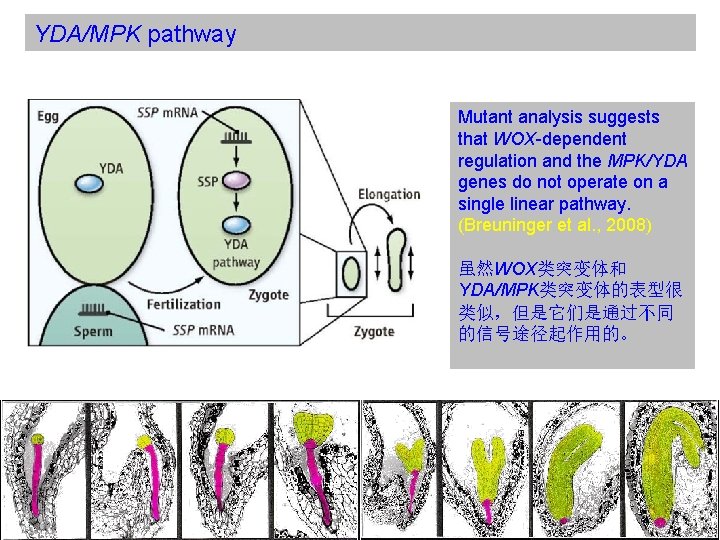 YDA/MPK pathway Mutant analysis suggests that WOX-dependent regulation and the MPK/YDA genes do not