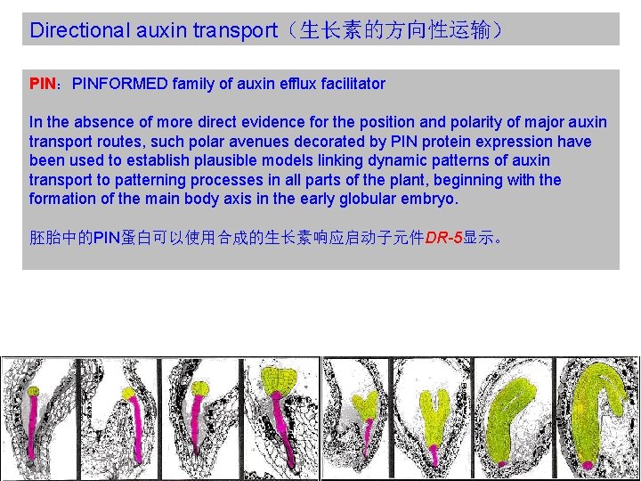 Directional auxin transport（生长素的方向性运输） PIN：PINFORMED family of auxin efflux facilitator In the absence of more