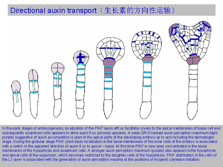 Directional auxin transport（生长素的方向性运输） In the early stages of embryogenesis, localization of the PIN 7
