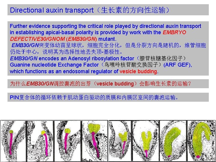 Directional auxin transport（生长素的方向性运输） Further evidence supporting the critical role played by directional auxin transport
