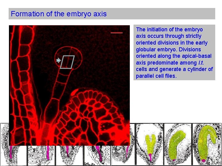 Formation of the embryo axis The initiation of the embryo axis occurs through strictly