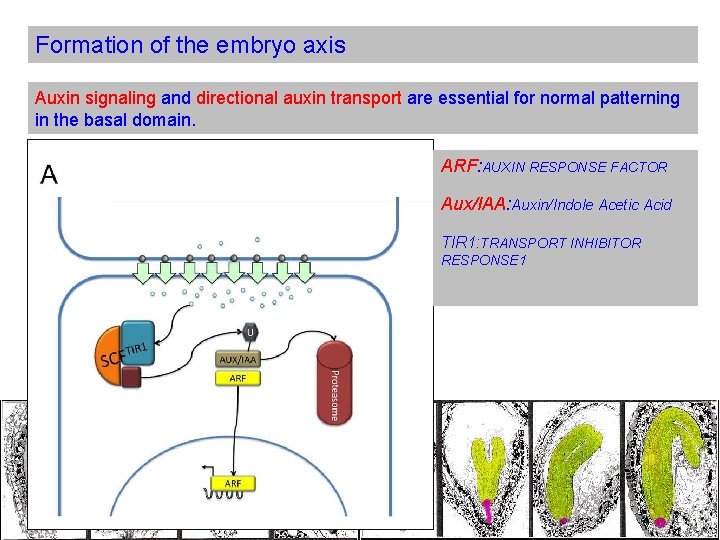 Formation of the embryo axis Auxin signaling and directional auxin transport are essential for