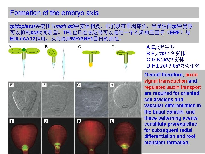 Formation of the embryo axis tpl(topless)突变体与mp和bdl突变体相反，它们没有顶端部分，半显性的tpl突变体 可以抑制bdl突变表型。TPL也已经被证明可以通过一个乙烯响应因子（ERF）与 BDL/IAA 12作用，从而调控MP/ARF 5蛋白的活性。 A, E, I: 野生型