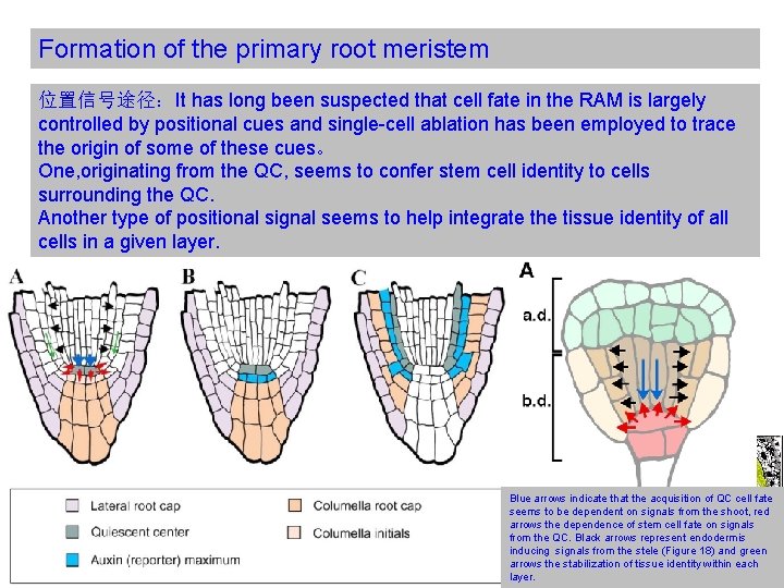 Formation of the primary root meristem 位置信号途径：It has long been suspected that cell fate