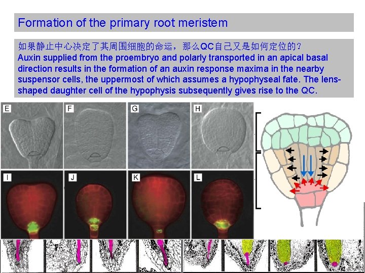 Formation of the primary root meristem 如果静止中心决定了其周围细胞的命运，那么QC自己又是如何定位的？ Auxin supplied from the proembryo and polarly