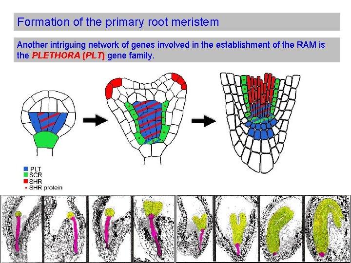 Formation of the primary root meristem Another intriguing network of genes involved in the