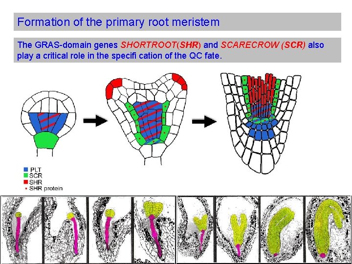 Formation of the primary root meristem The GRAS-domain genes SHORTROOT(SHR) and SCARECROW (SCR) also