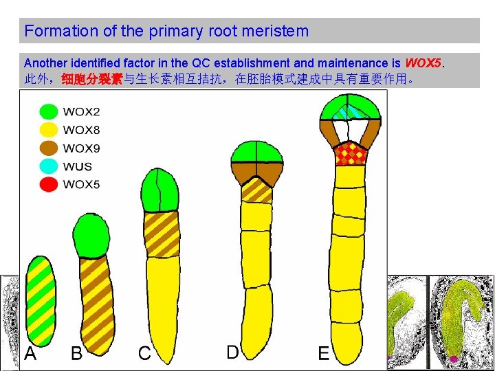 Formation of the primary root meristem Another identified factor in the QC establishment and