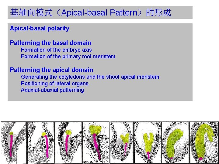 基轴向模式（Apical-basal Pattern）的形成 Apical-basal polarity Patterning the basal domain 　　Formation of the embryo axis 　　Formation