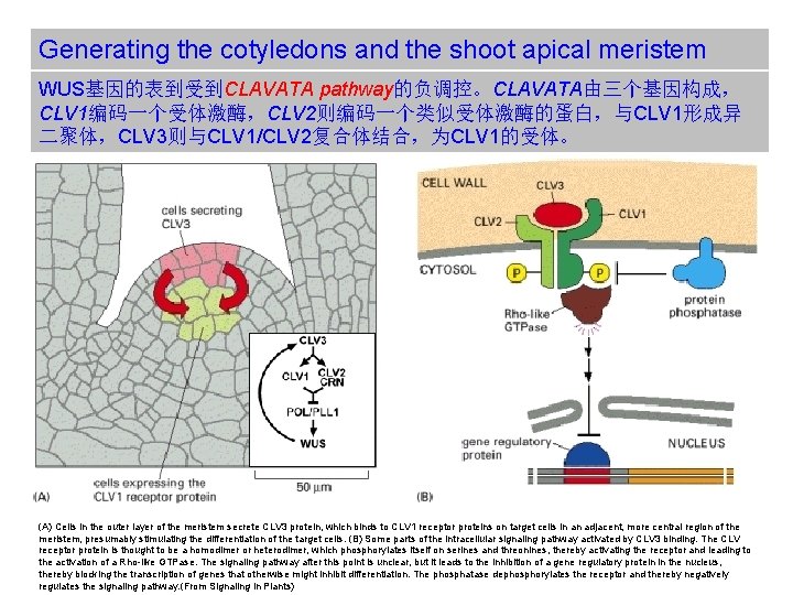Generating the cotyledons and the shoot apical meristem WUS基因的表到受到CLAVATA pathway的负调控。CLAVATA由三个基因构成， CLV 1编码一个受体激酶，CLV 2则编码一个类似受体激酶的蛋白，与CLV 1形成异