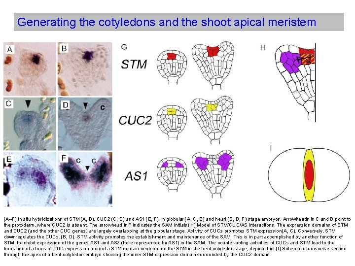 Generating the cotyledons and the shoot apical meristem (A–F) In situ hybridizations of STM