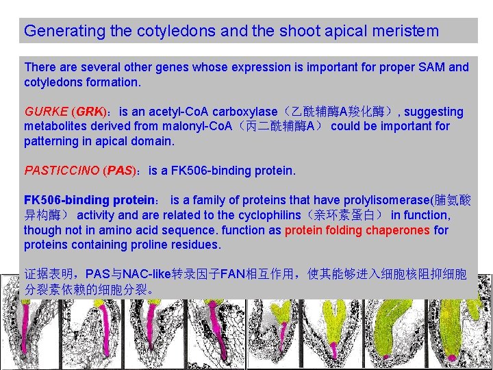 Generating the cotyledons and the shoot apical meristem There are several other genes whose