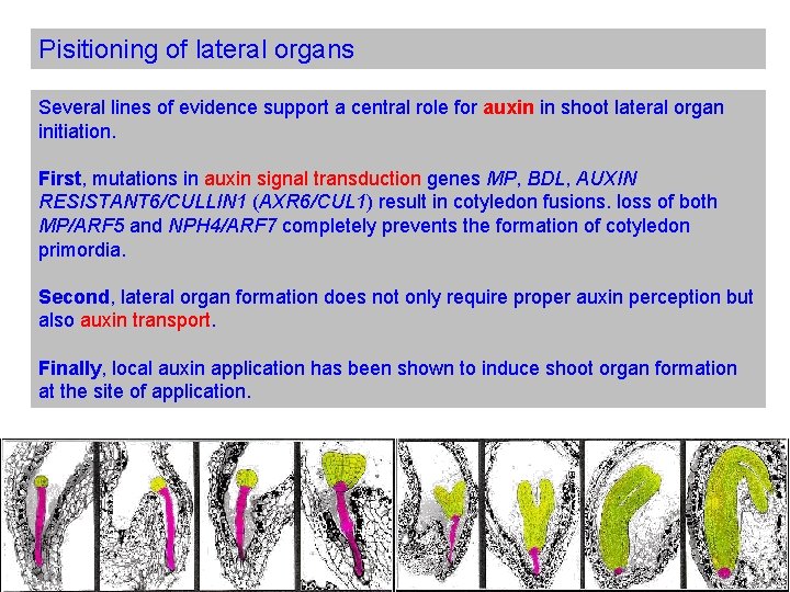 Pisitioning of lateral organs Several lines of evidence support a central role for auxin
